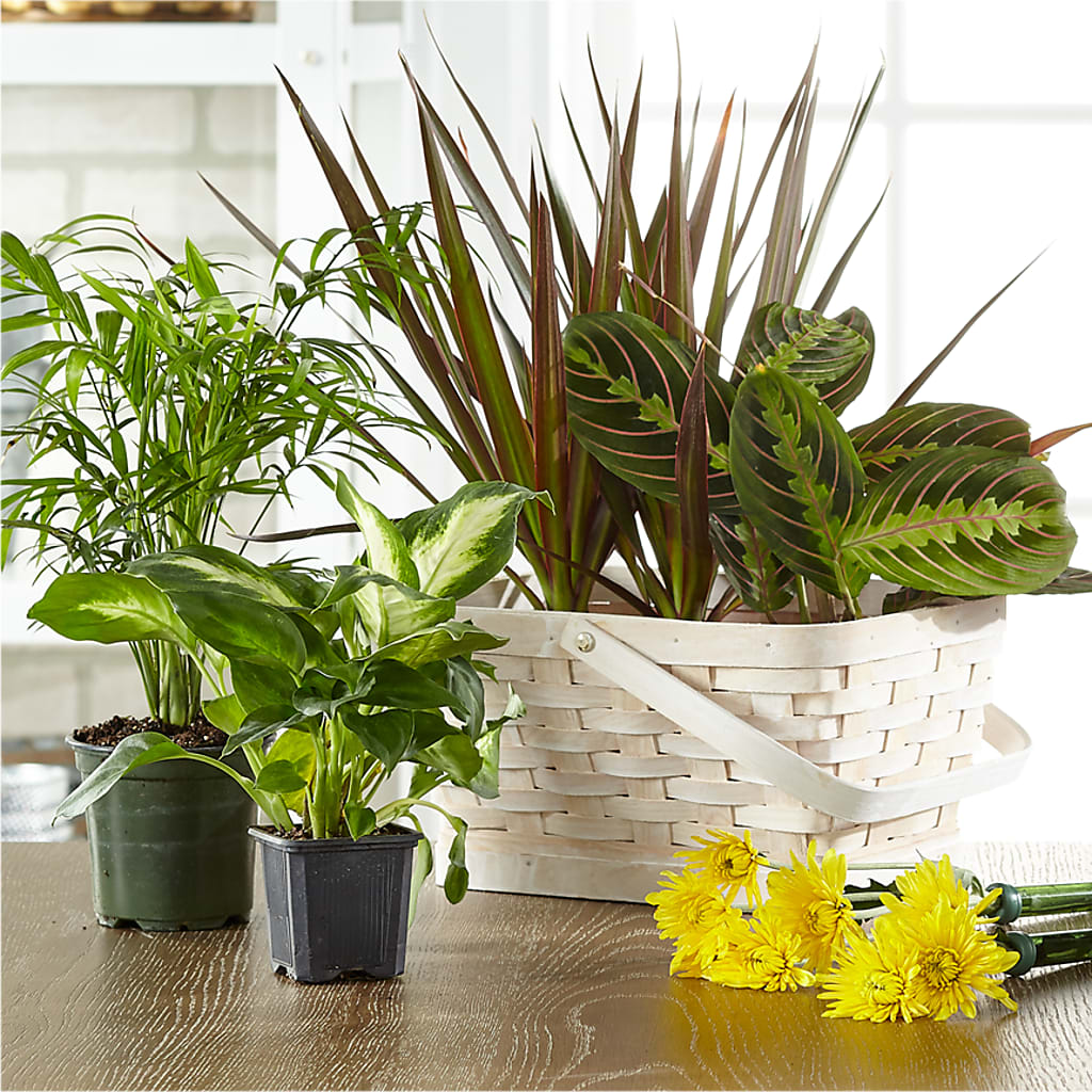 Florist Designed Blooming and Green Plants in a Basket – Olive Branch Flowers, Chittenango NY