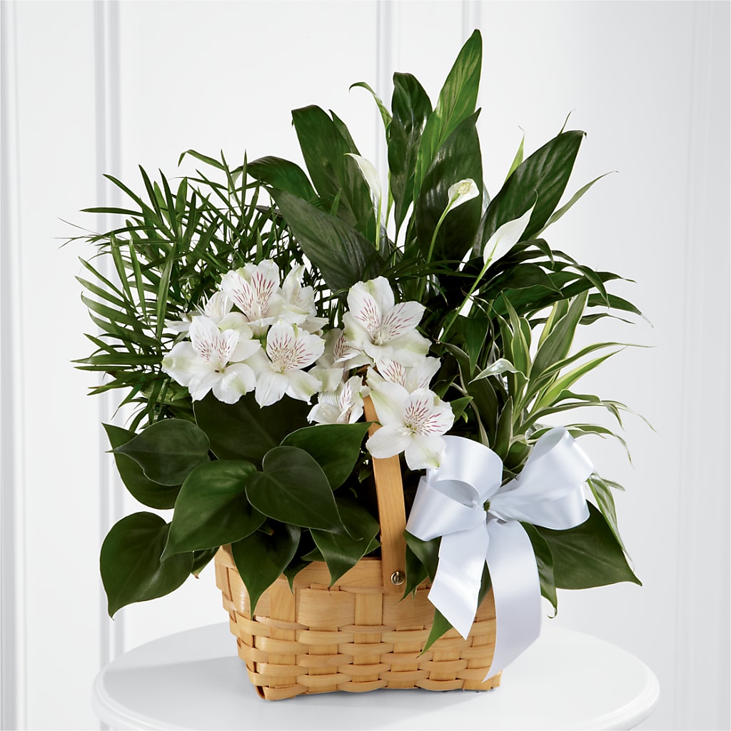Peace & Serenity Dishgarden – Olive Branch Flowers, Chittenango NY