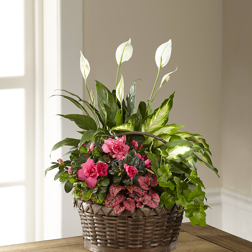 Dream in Pink Dishgarden – Olive Branch Flowers, Chittenango NY