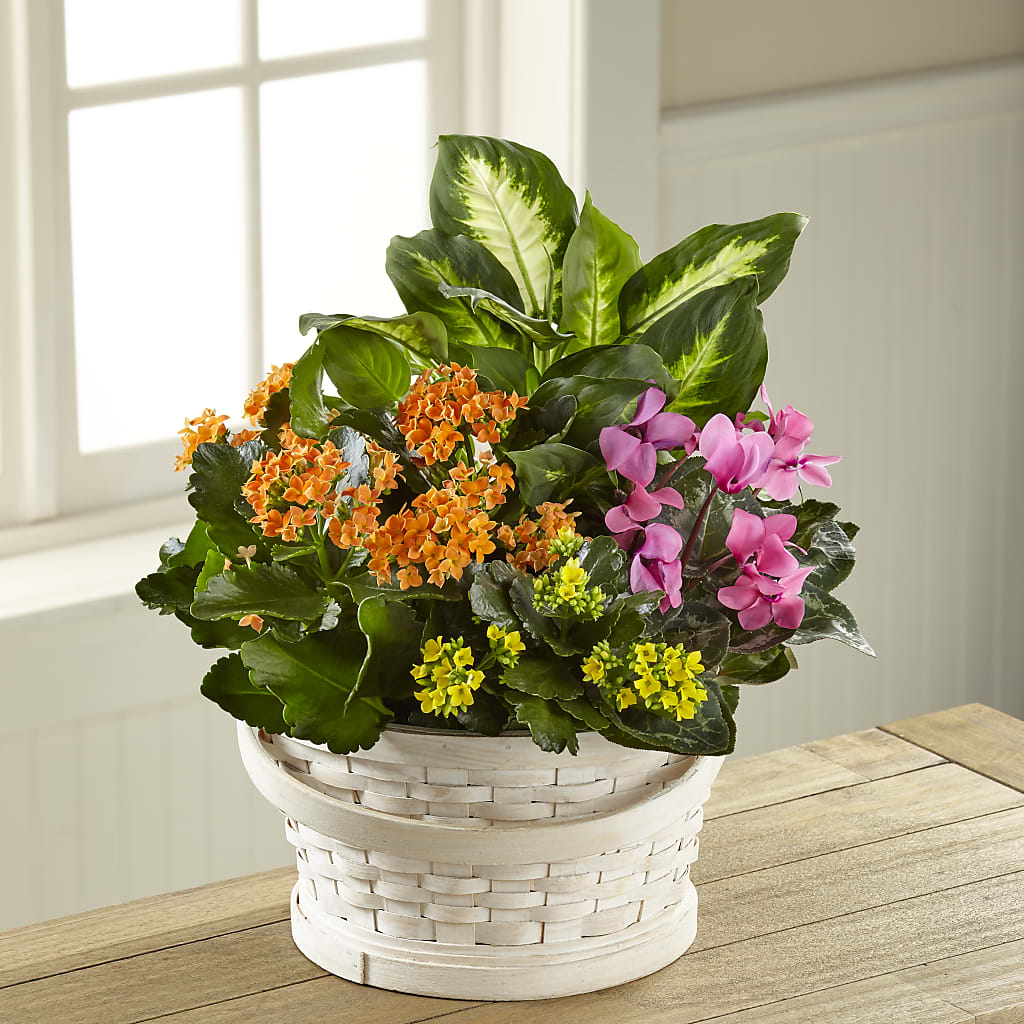 Color Crush Dishgarden – Olive Branch Flowers, Chittenango NY