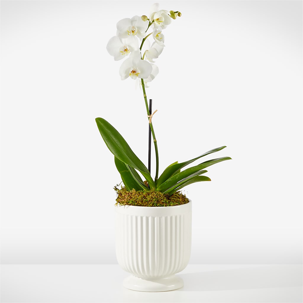 Whispering White Orchid – Olive Branch Flowers, Chittenango NY
