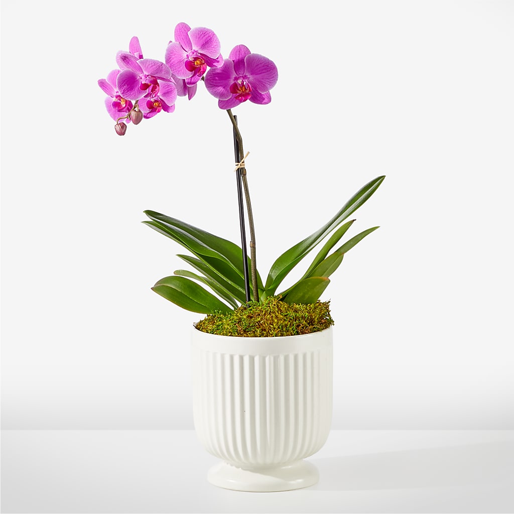 Friendly Fuchsia Orchid – Olive Branch Flowers, Chittenango NY