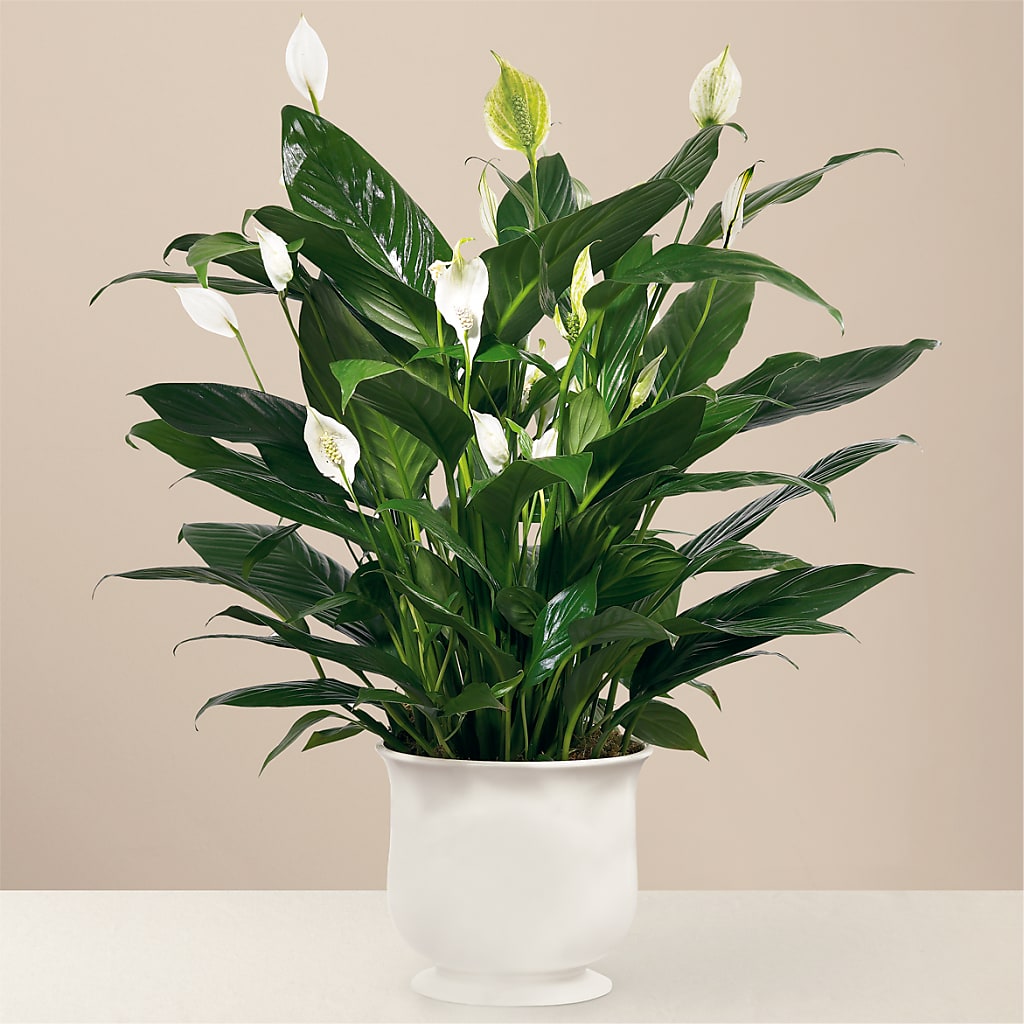 Comfort Planter – Olive Branch Flowers, Chittenango NY