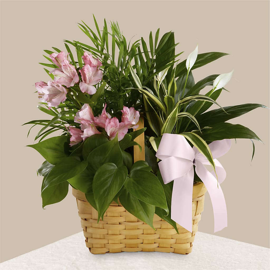 Living Spirit Dishgarden – Olive Branch Flowers, Chittenango NY