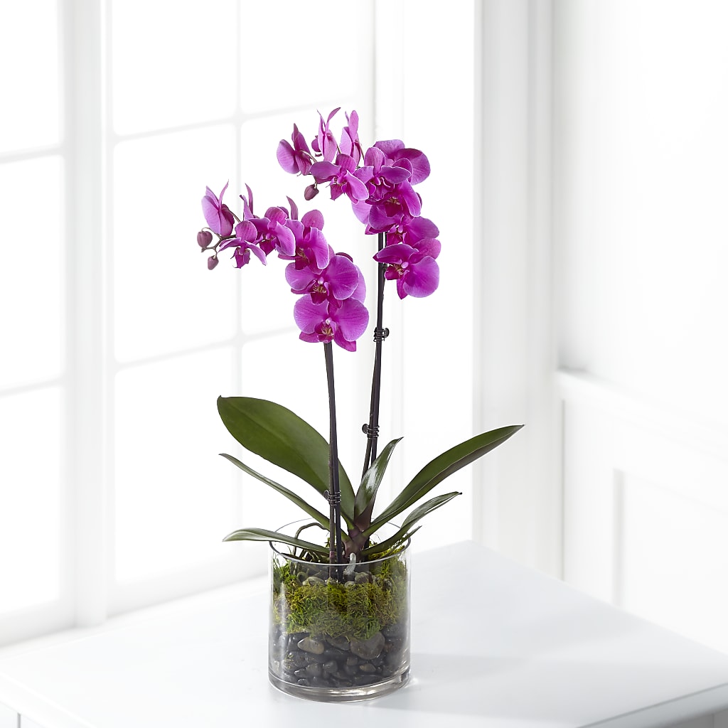 Pink Orchid Plant – Olive Branch Flowers, Chittenango NY