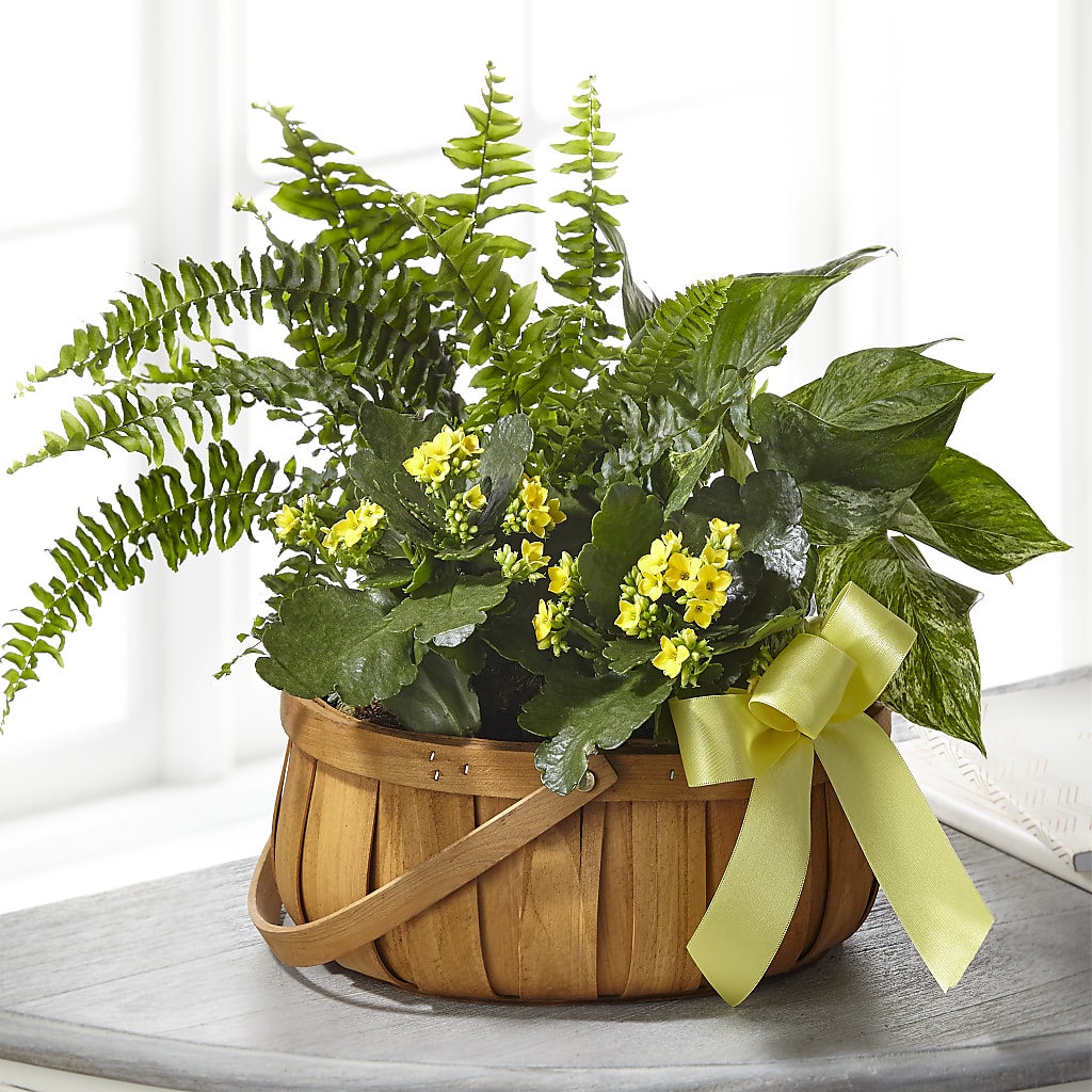 Always Dear Dishgarden – Olive Branch Flowers, Chittenango NY