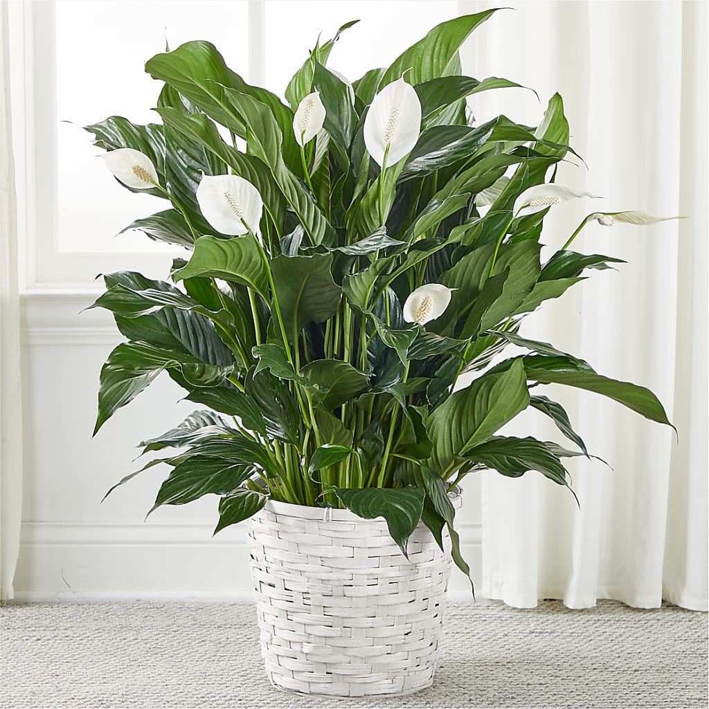 A New Leaf Peace Lily – Olive Branch Flowers, Chittenango NY