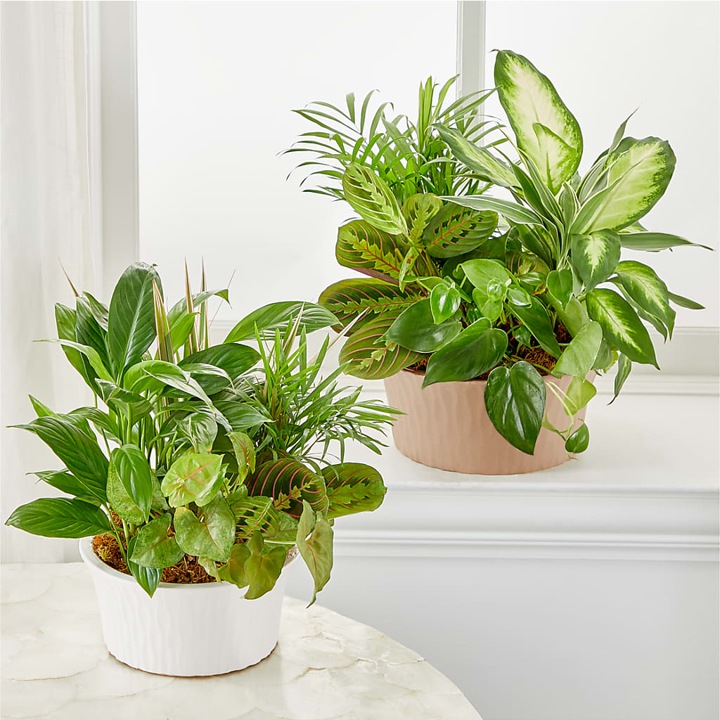 Balance & Harmony Dishgarden – Olive Branch Flowers, Chittenango NY