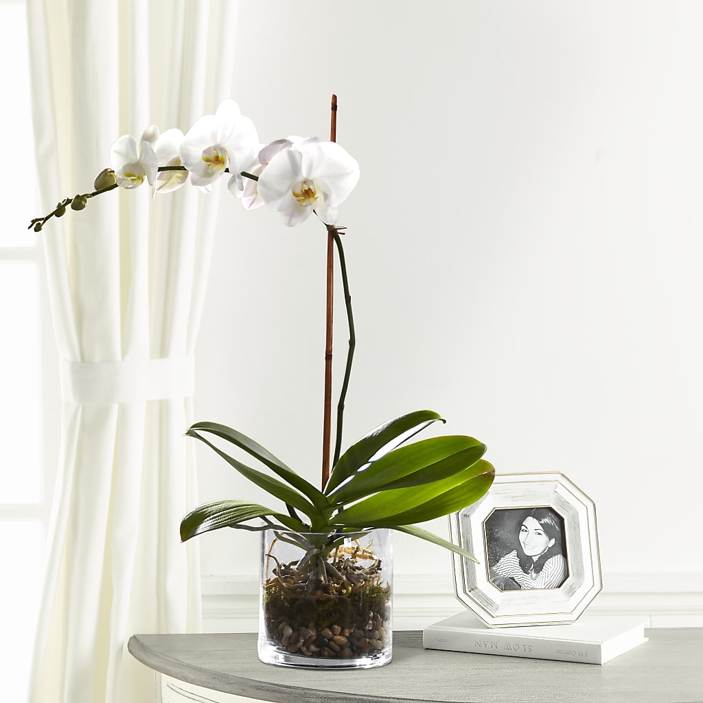 White Orchid Planter – Olive Branch Flowers, Chittenango NY