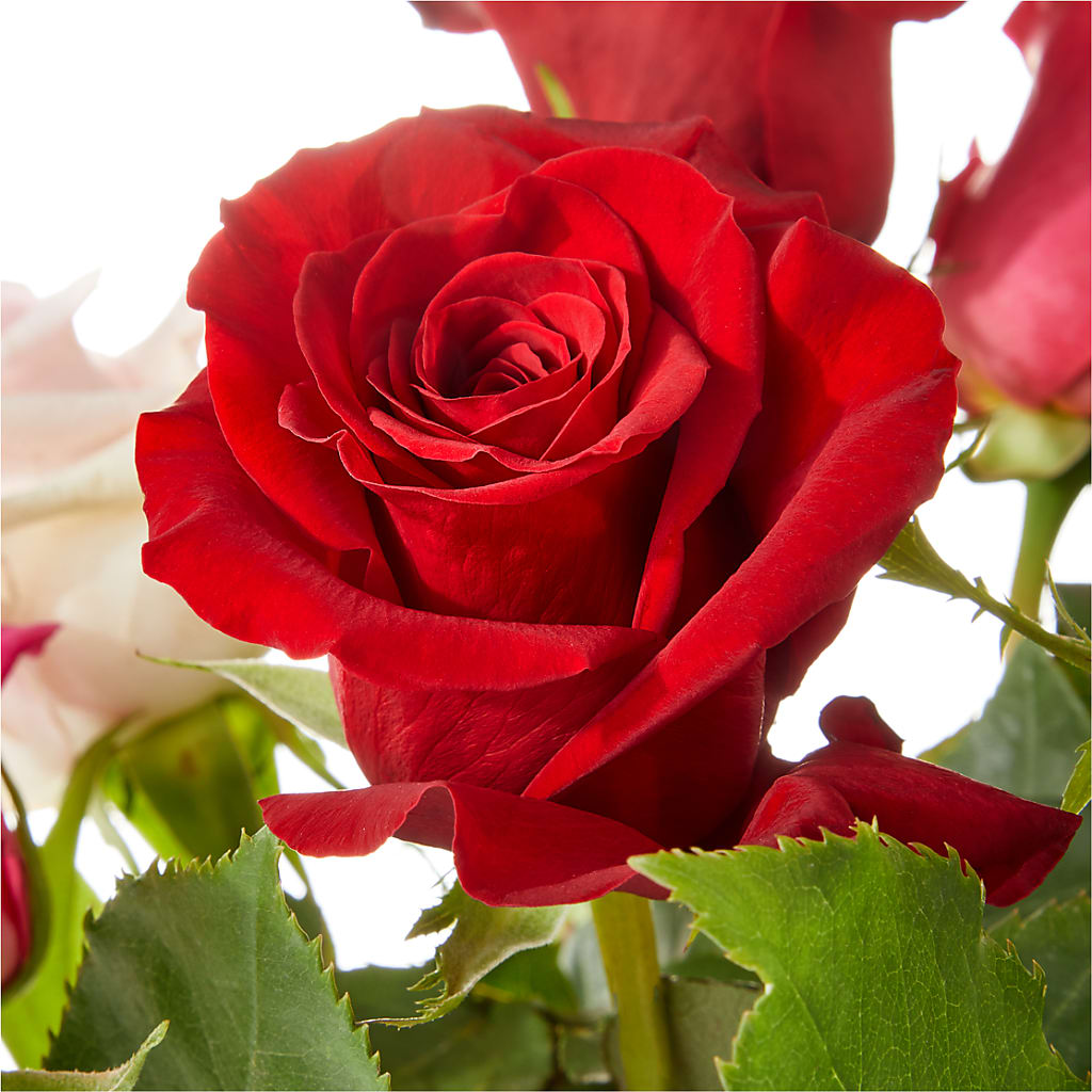 Love Notes Rose Bouquet – Olive Branch Flowers, Chittenango NY