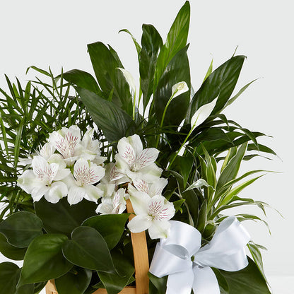 Peace & Serenity Dishgarden –  Olive Branch Flowers, Chittenango NY