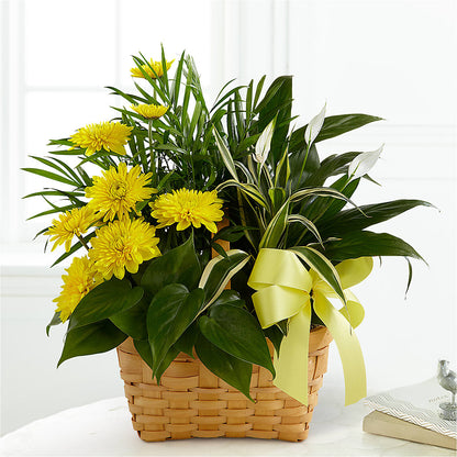 Loving Light Dishgarden –  Olive Branch Flowers, Chittenango NY
