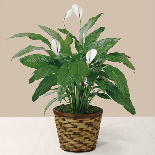 Tranquil Moments Peace Lily Plant –  Olive Branch Flowers, Chittenango NY