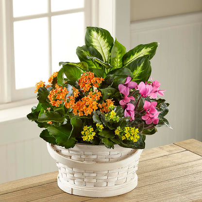 Color Crush Dishgarden –  Olive Branch Flowers, Chittenango NY