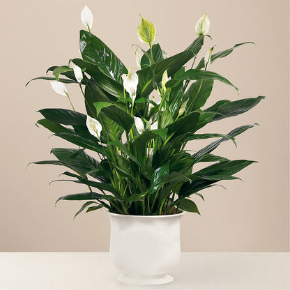 Comfort Planter –  Olive Branch Flowers, Chittenango NY