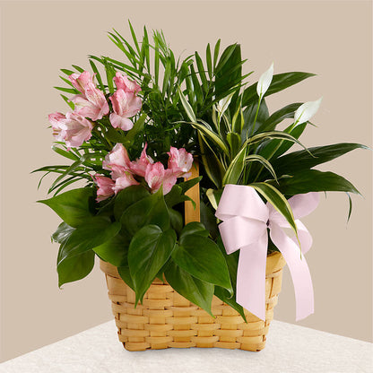 Living Spirit Dishgarden –  Olive Branch Flowers, Chittenango NY