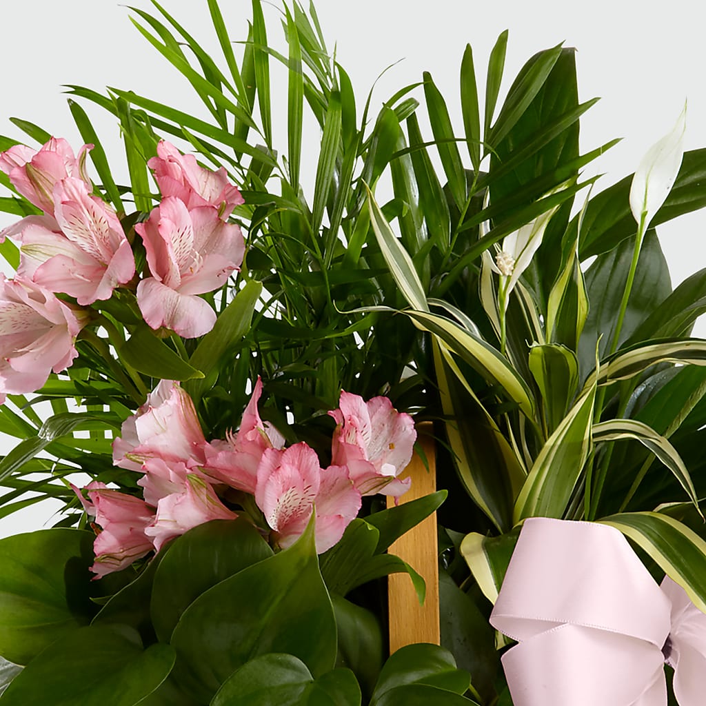 Living Spirit Dishgarden –  Olive Branch Flowers, Chittenango NY