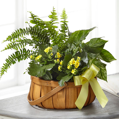 Always Dear Dishgarden –  Olive Branch Flowers, Chittenango NY