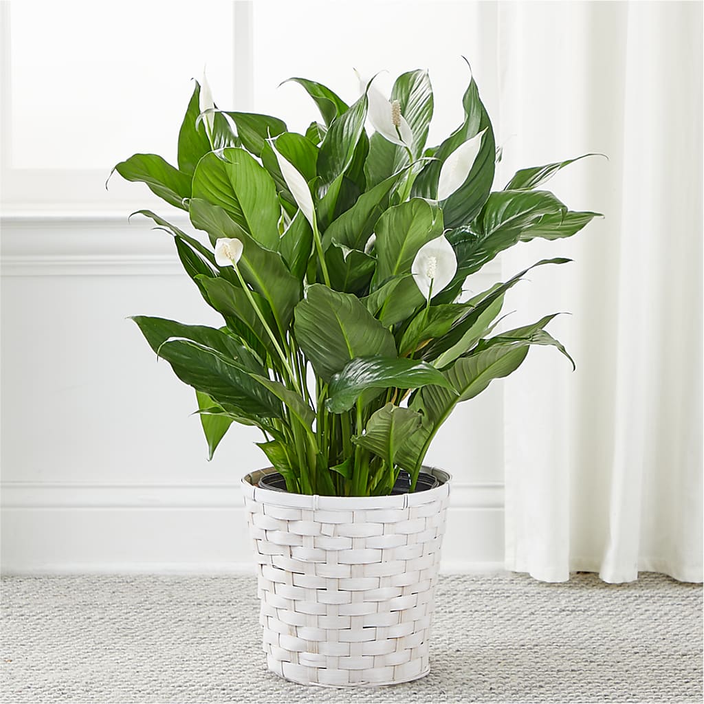 A New Leaf Peace Lily –  Olive Branch Flowers, Chittenango NY