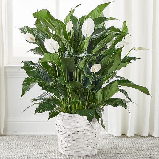 A New Leaf Peace Lily –  Olive Branch Flowers, Chittenango NY