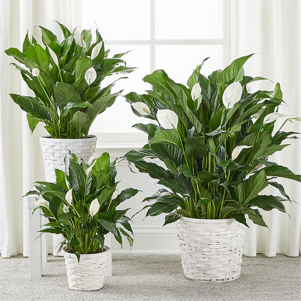 A New Leaf Peace Lily –  Olive Branch Flowers, Chittenango NY