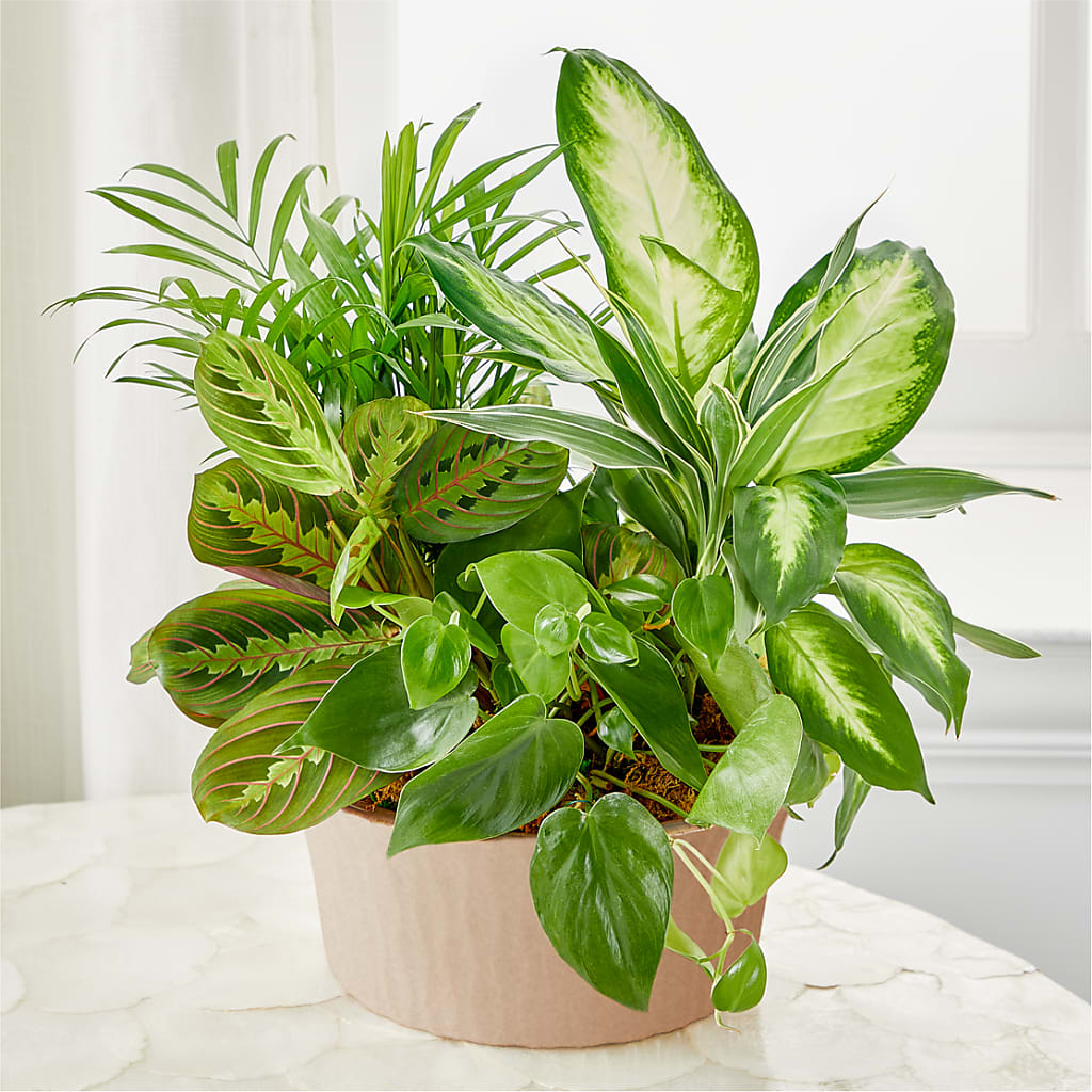 Balance & Harmony Dishgarden –  Olive Branch Flowers, Chittenango NY