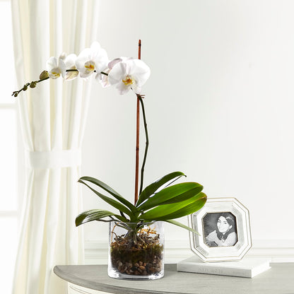 White Orchid Planter –  Olive Branch Flowers, Chittenango NY