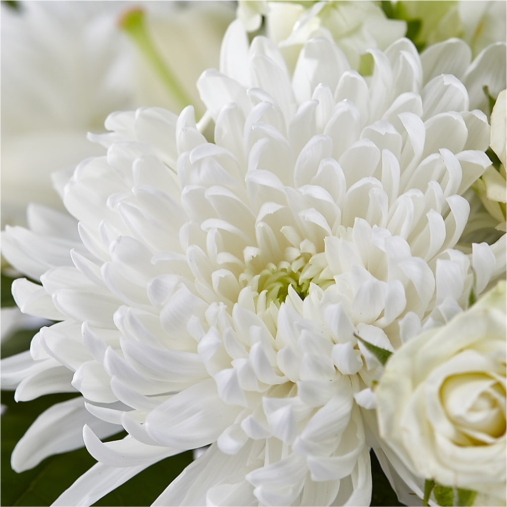 Classic Ivory – A Florist Original –  Olive Branch Flowers, Chittenango NY